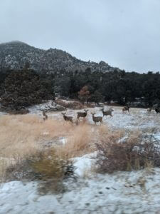 Deer in Buena Vista